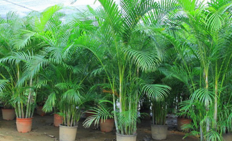 十大竹子盆景品种排名