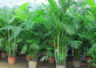 十大竹子盆景品种排名