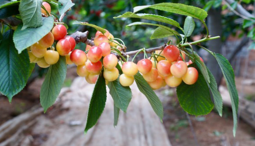 樱桃种植条件和区域是什么？