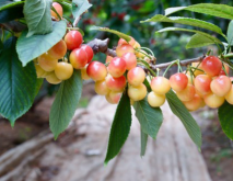 樱桃种植条件和区域是什么？