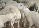 养殖户如何观察发现病羊？