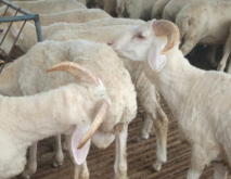 养殖户如何观察发现病羊？