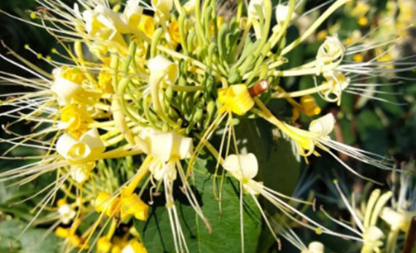 8种花香四溢的花卉植物