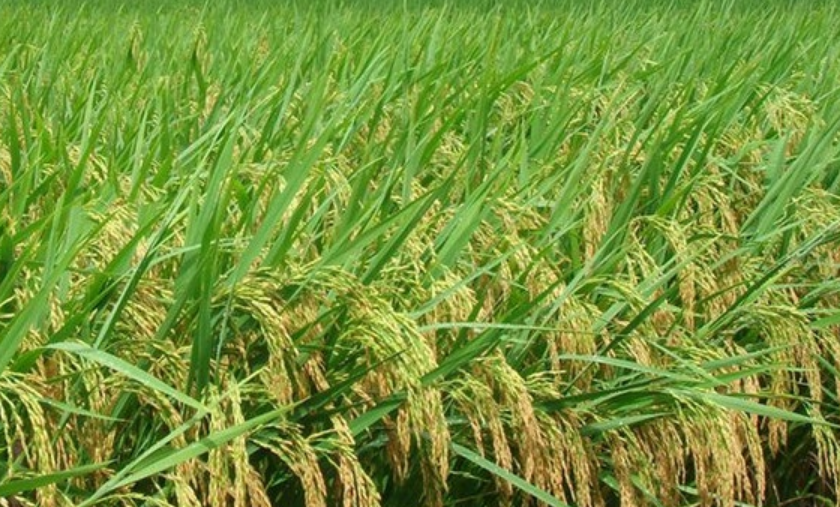 11片叶长粒香水稻品种