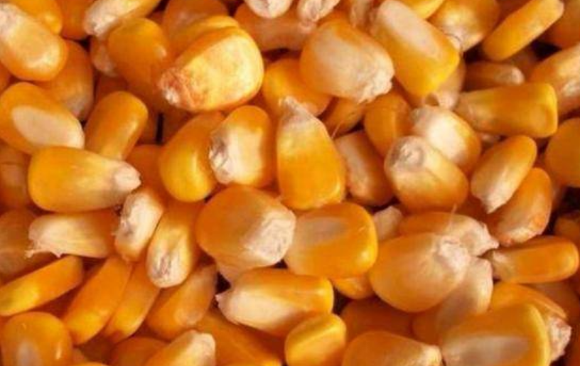 亩产3000斤的玉米种子介绍