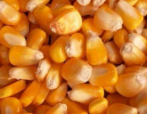 亩产3000斤的玉米种子介绍