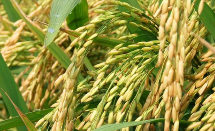 水稻二化螟的危害症状及防治方法
