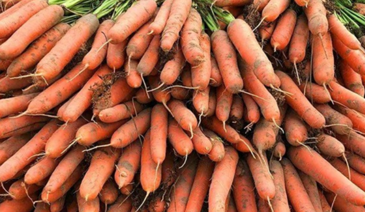 南方胡萝卜最晚种植时间和方法