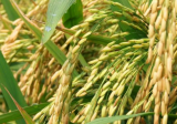 水稻二化螟的危害症状及防治方法
