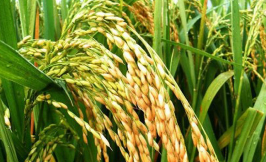 什么水稻品种抗病能力强？