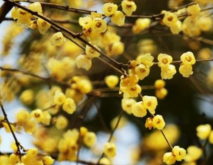 黄色的花有哪些品种？