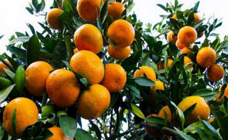 柑橘僵果怎么补救？